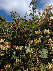 Honeysuckle and blackberries