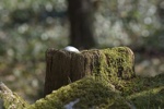 Hidden egg