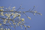 Buds