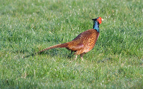 Pheasant Pheasant