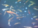 Carp