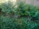 Conifers
