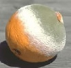 Rotten Orange