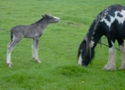 Foal and mare