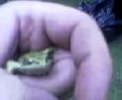 froggy.3gp