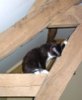 Oscar Cat