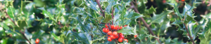 Holly